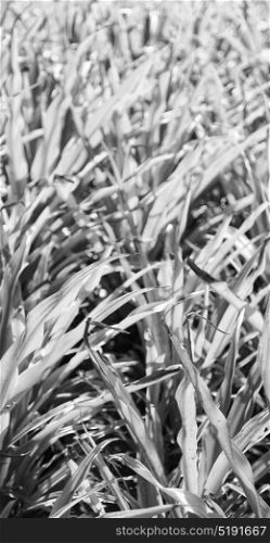 blur in philippines a fild of grass colse up background abstract