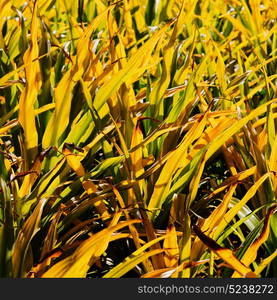 blur in philippines a fild of grass colse up background abstract