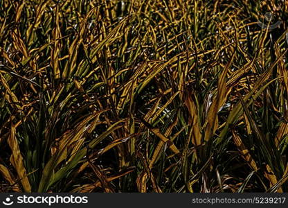 blur in philippines a fild of grass colse up background abstract