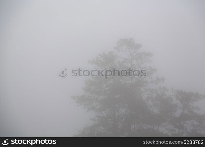 blur in philippines a tree hidden by the rain fog