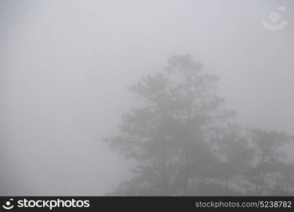 blur in philippines a tree hidden by the rain fog