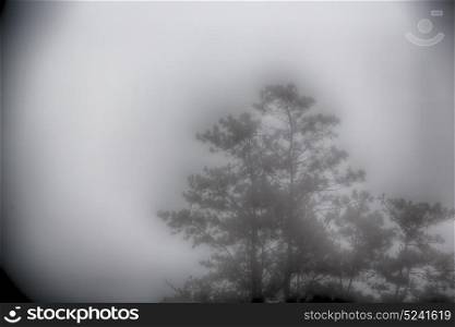blur in philippines a tree hidden by the rain fog