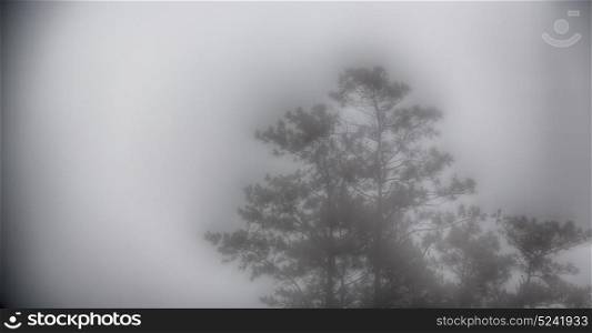blur in philippines a tree hidden by the rain fog