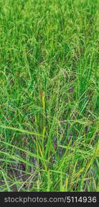 blur in philippines close up of a rice cereal cultivation field