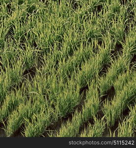 blur in philippines close up of a rice cereal cultivation field