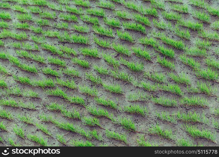 blur in philippines close up of a rice cereal cultivation field