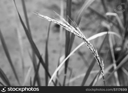 blur in philippines close up of a rice cereal cultivation field