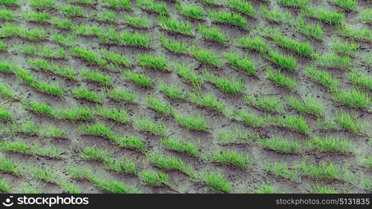 blur in philippines close up of a rice cereal cultivation field