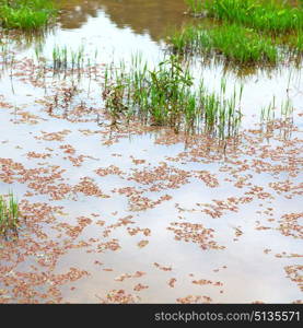 blur in philippines close up of a rice cereal cultivation field