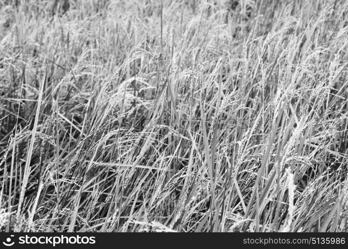 blur in philippines close up of a rice cereal cultivation field