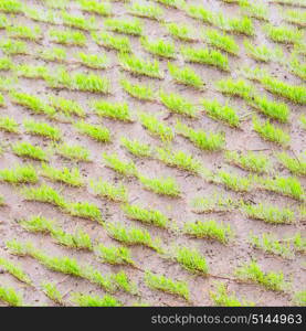 blur in philippines close up of a rice cereal cultivation field