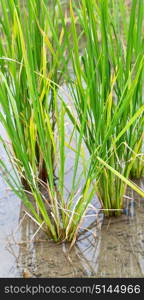 blur in philippines close up of a rice cereal cultivation field