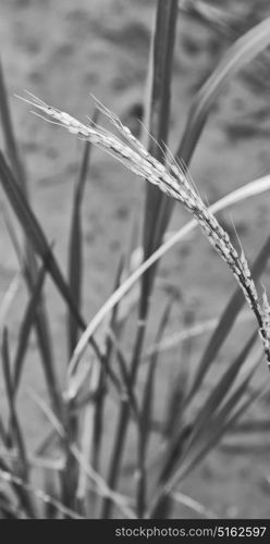 blur in philippines close up of a rice cereal cultivation field