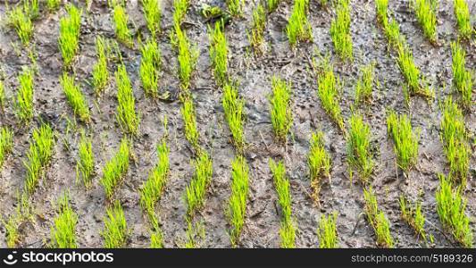 blur in philippines close up of a rice cereal cultivation field