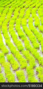 blur in philippines close up of a rice cereal cultivation field