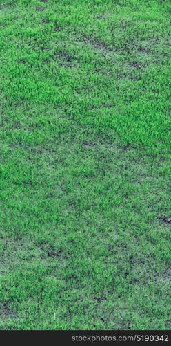 blur in philippines close up of a rice cereal cultivation field