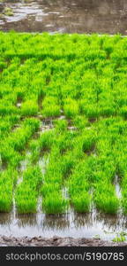 blur in philippines close up of a rice cereal cultivation field