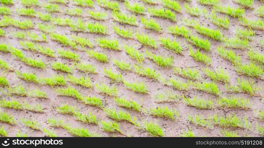 blur in philippines close up of a rice cereal cultivation field