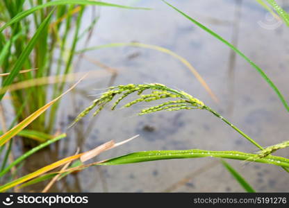 blur in philippines close up of a rice cereal cultivation field