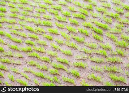 blur in philippines close up of a rice cereal cultivation field