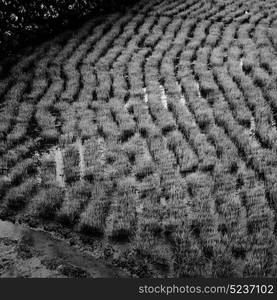 blur in philippines close up of a rice cereal cultivation field