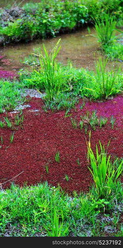 blur in philippines close up of a rice cereal cultivation field