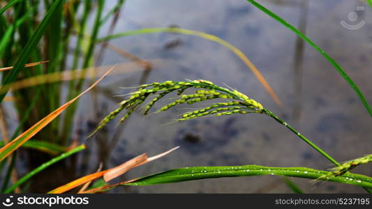 blur in philippines close up of a rice cereal cultivation field