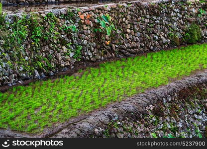 blur in philippines close up of a rice cereal cultivation field