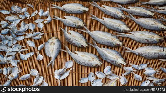 blur in philippines lots of fish salted and dry preparation for the market