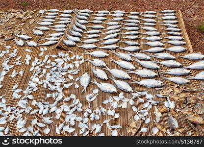 blur in philippines lots of fish salted and dry preparation for the market