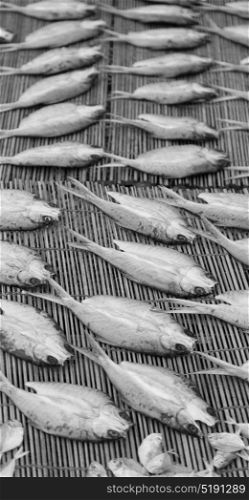 blur in philippines lots of fish salted and dry preparation for the market