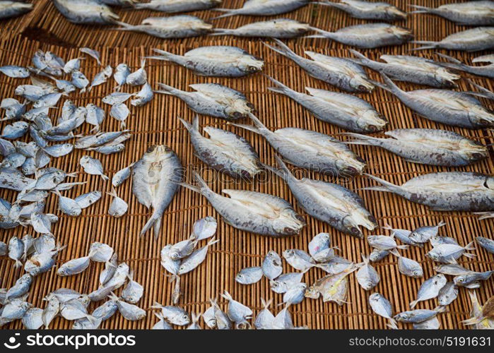 blur in philippines lots of fish salted and dry preparation for the market