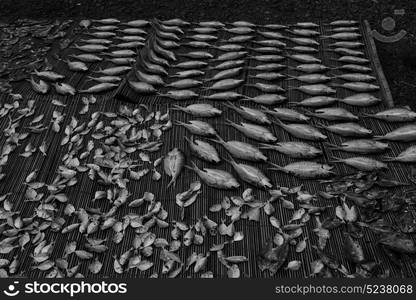 blur in philippines lots of fish salted and dry preparation for the market