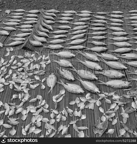 blur in philippines lots of fish salted and dry preparation for the market