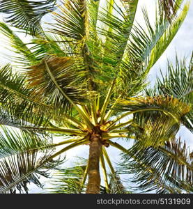 blur in philippines palm leaf and branch view from down near pacific ocean