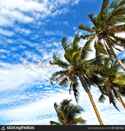 blur in philippines palm leaf and branch view from down near pacific ocean