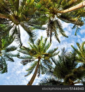 blur in philippines palm leaf and branch view from down near pacific ocean