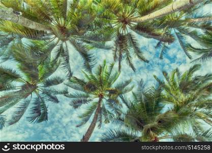blur in philippines palm leaf and branch view from down near pacific ocean