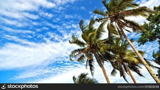 blur in philippines palm leaf and branch view from down near pacific ocean