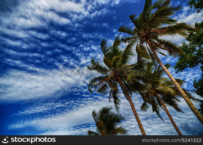 blur in philippines palm leaf and branch view from down near pacific ocean