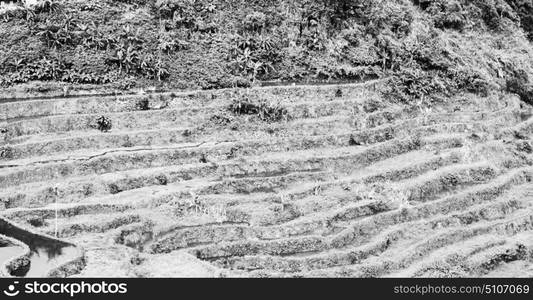 blur in philippines terrace field for coultivation of rice from banaue unesco site