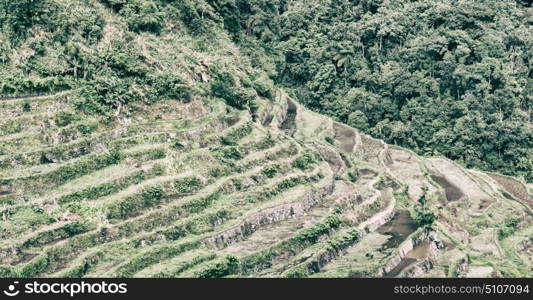 blur in philippines terrace field for coultivation of rice from banaue unesco site