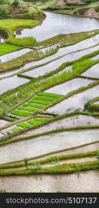 blur in philippines terrace field for coultivation of rice from banaue unesco site