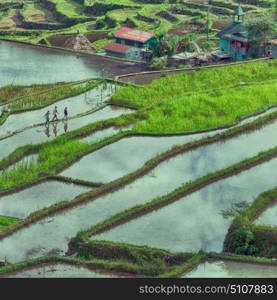 blur in philippines terrace field for coultivation of rice from banaue unesco site