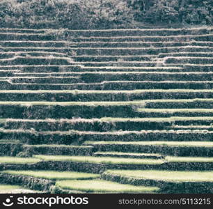 blur in philippines terrace field for coultivation of rice from banaue unesco site