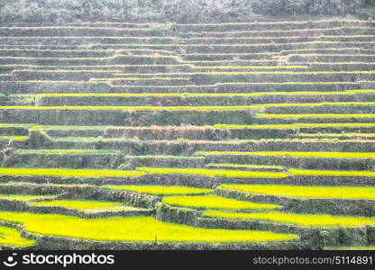 blur in philippines terrace field for coultivation of rice from banaue unesco site