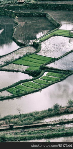 blur in philippines terrace field for coultivation of rice from banaue unesco site