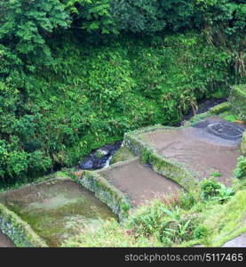 blur in philippines terrace field for coultivation of rice from banaue unesco site