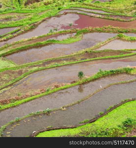 blur in philippines terrace field for coultivation of rice from banaue unesco site