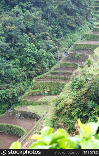 blur in philippines terrace field for coultivation of rice from banaue unesco site